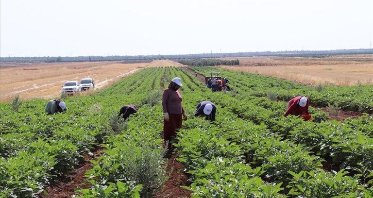 kiliste yilin ilk hasadi basladi ciftciler verimden oldukca memnun O42tqqxt