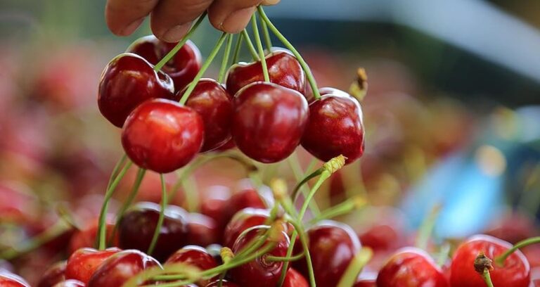 turk kirazi norvecte daha ucuz vatandas tadini unuttu onlar tuketiyor ZXKIuueu