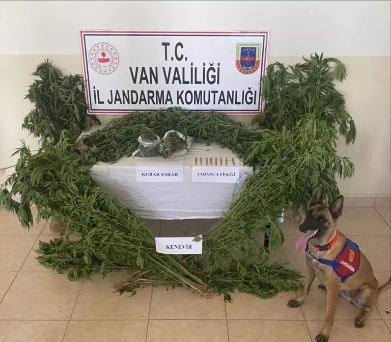 vanda 127 kok kenevir ele gecirildi dLTirquh