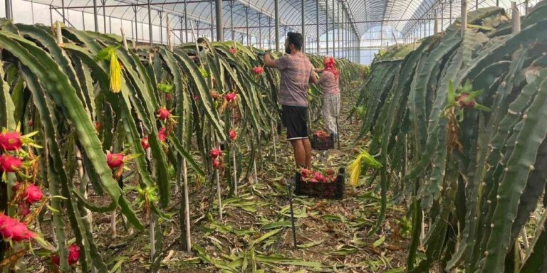 turkiyede uretimi basladi enfeksiyon kan sekeri ve yaslanmaya karsi birebir kilosu 150 tl MkEQfKS2