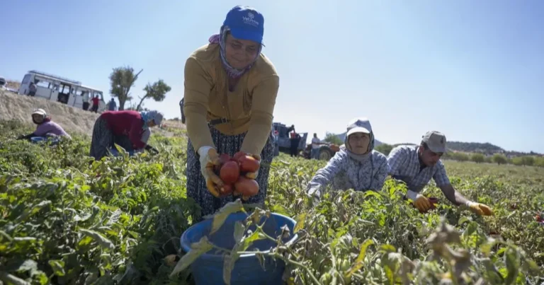 mersinde yuzde 70 hibeli domates fidesi destegi FLZMhcE3