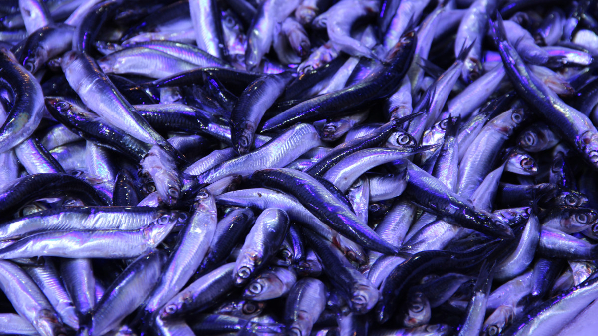 corumda hamsinin kilosu 40 liraya dustu kuyruk olustu 1LDuiymK.jpg