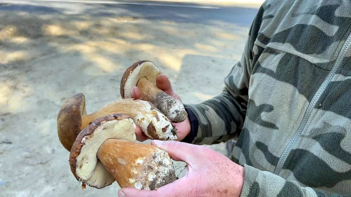 kuraklik mantarlari vurdu fiyatlar 500 tlye yukseldi aKi2mKMN.jpg